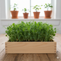 Pea Shoots Microgreen