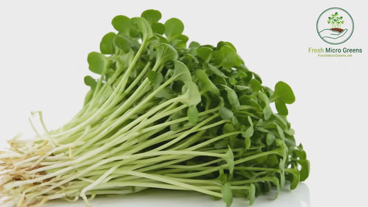 Kale Microgreen