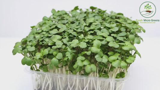 Cauliflower Microgreens