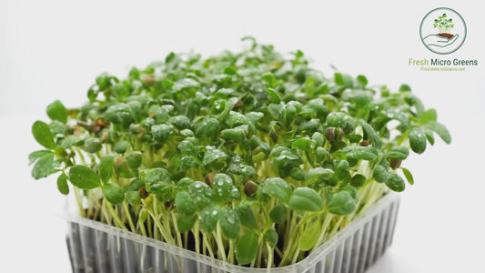Fenugreek Seed Mircogreen
