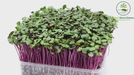 Red Cabbage Microgreens
