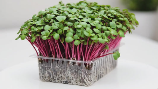 Pink Radish Microgreens