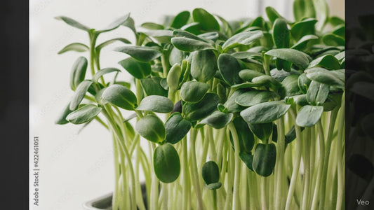 Sunflower Microgreens