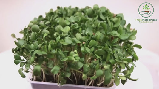 Flax Seed Microgreen