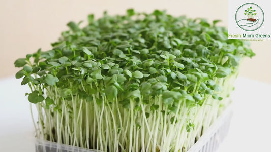 Arugula Microgreens