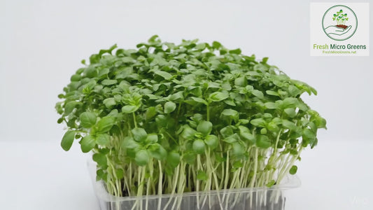Basil Microgreens