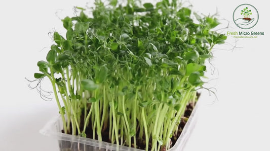 Pea Shoots Microgreen