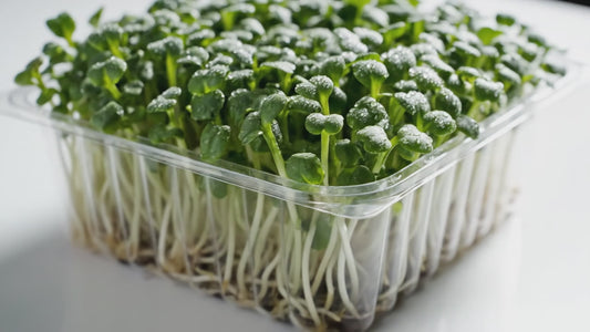 Mustard Microgreens