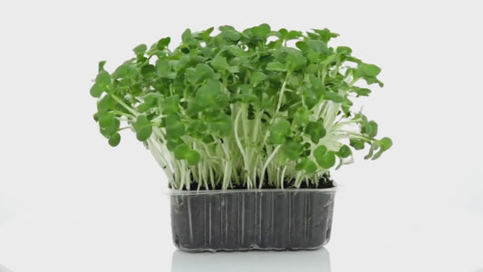 White Radish Mircogreen