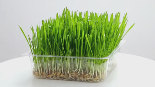 Wheatgrass Microgreens